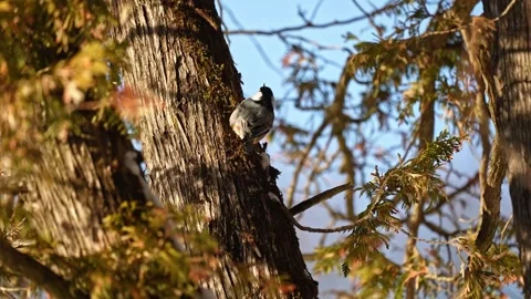 Nuthatch climbing cedar tree branches 库存影片 333481155