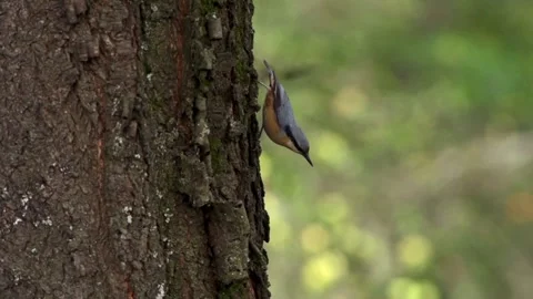 Nuthatch climbing down tree trunk in slow motion Stock Footage 323451108
