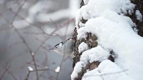 Nuthatch climbing a snow covered tree trunk. Stock Footage 330497322