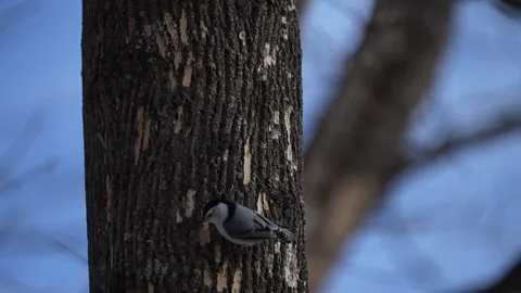 Nuthatch climbing a tree trunk before flying away on a sunny day. Stock Footage 336280960