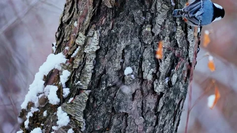 Nuthatch Climbing Tree Trunk in Light Snowfall During Winter Stock Footage 336280601
