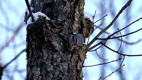 Nuthatch climbing tree trunk in snowy winter forest. 動画素材 333481432