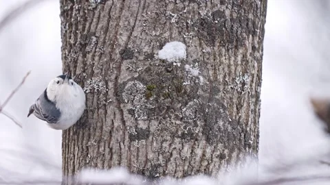 Nuthatch climbing a tree in winter Stock Footage 330024494