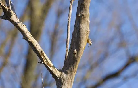 A nuthatch climbs down a tree Stock Photos