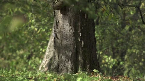 Nuthatch climbs down the trunk Stock Footage 300442056