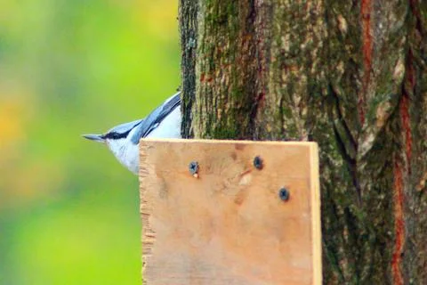 Nuthatch climbs on the tree Stock Photos