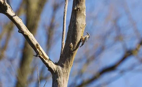 Nuthatch climbs the tree trunk in search of food Stock Photos