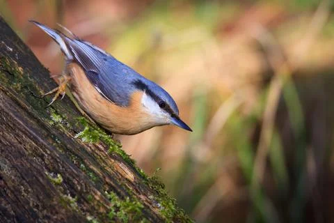 Nuthatch in downward movement on weathered tree trunk Stock Photos