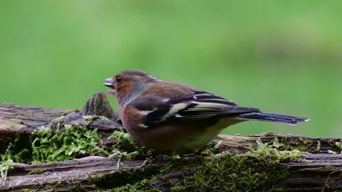 Nuthatch drive away the chaffinch from the feed place, winter Video stock 104702856