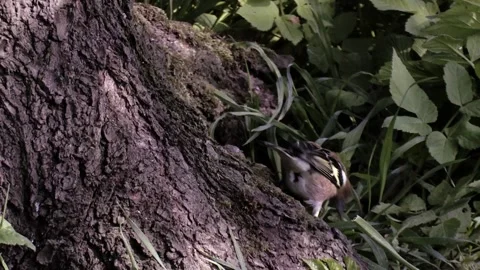 Nuthatch drives away a chaffinch Stock Footage 205518958