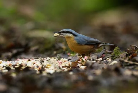 Nuthatch eating from ground b Stock Photos