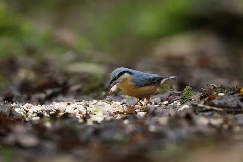 Nuthatch eating from ground A Stock Photos