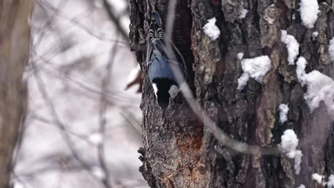 Nuthatch eating inside a tree cavity. Stock Footage 330023644