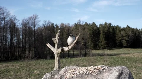 A nuthatch eating upside down. Video stock 295820714