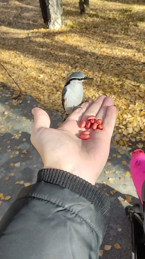 Nuthatch eats peanuts from human hands Stock Footage 163257647
