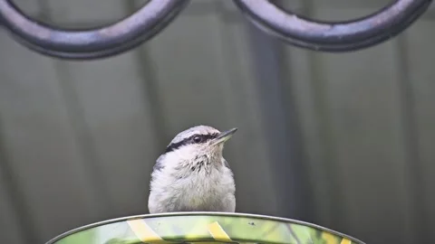 A nuthatch on an empty feeder looks around in surprise. Stock Footage 132167970