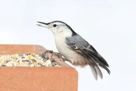 Nuthatch On A Feeder Stock Photos