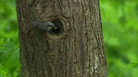 Nuthatch feeding chicks during breeding season Stock Footage 326425230