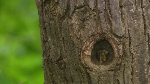 Nuthatch feeding chicks during breeding season Stock Footage 326425602
