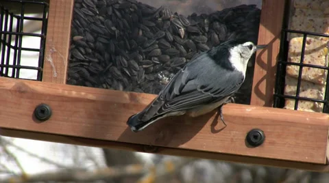 Nuthatch Feeding Mate Stock Footage 32495276