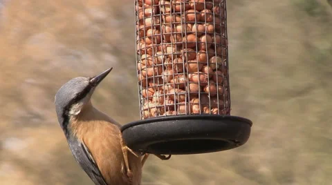 A nuthatch feeding on some nuts in a garden Video stock 61168044