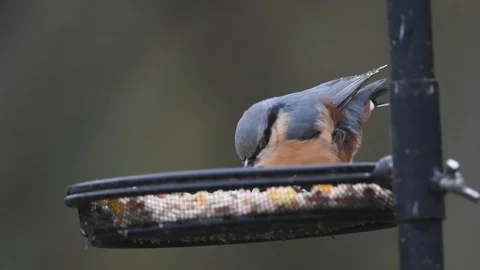 Nuthatch feeding on table bird feeder then flying away Stock Footage 121753352