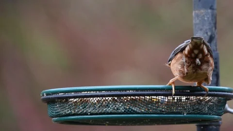 Nuthatch feeding on table feeder Stock Footage 121800122