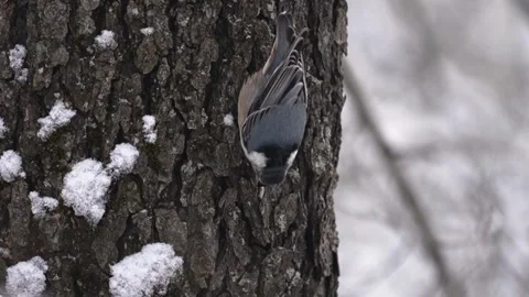 Nuthatch feeding on a tree Stock Footage 330026942