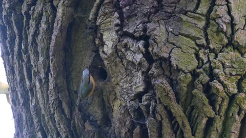 A nuthatch feeding the young birds Stock Footage 154476991
