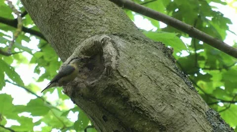 Nuthatch Feeds Young in hollow tree Stock Footage 15121849
