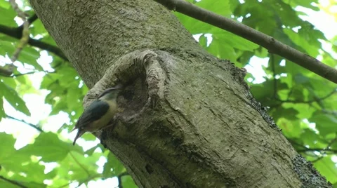Nuthatch flies in and lands on tree feeds young hatchlings Stock Footage 15128814