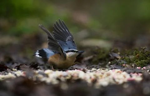 Nuthatch flying from ground Stock Photos