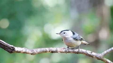 Nuthatch Stock Footage 10983572