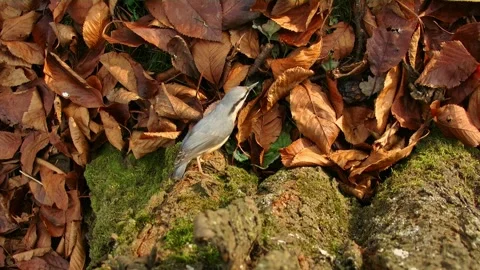 Nuthatch foraging at base of tree in autumn leaves (top view) Stock Footage 315213098