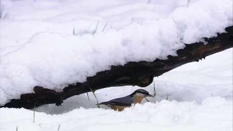 Nuthatch foraging in the snow Stock Footage 323451192