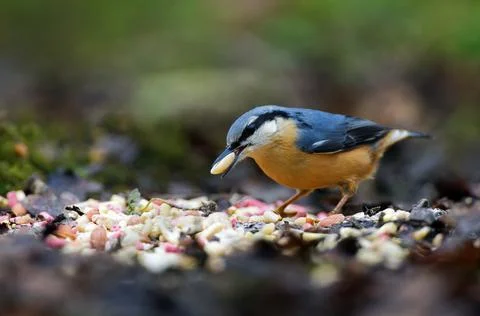 Nuthatch on ground with nut Stock Photos
