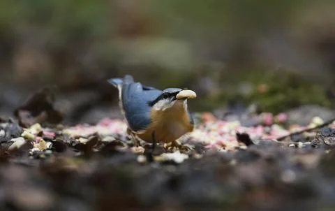 Nuthatch on ground with nut taking off Stock Photos