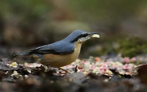 Nuthatch on ground with nut wanting more Stock Photos
