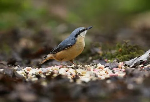 Nuthatch on ground Stock Photos