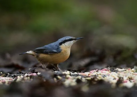 Nuthatch on ground Stock Photos