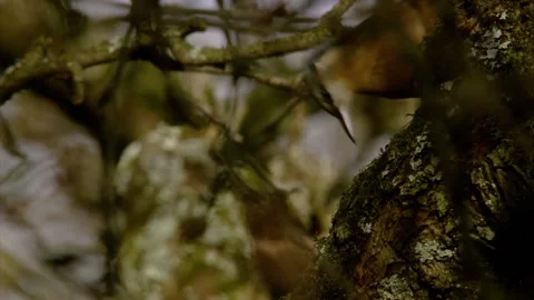 Nuthatch hacks at a branch Stock Footage 207684243