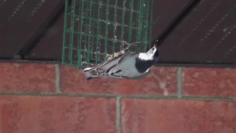 A nuthatch hanging upside down from a suet feeder in summer, Stock Footage 170408140