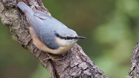 Nuthatch J4639 Stock Footage 98646963