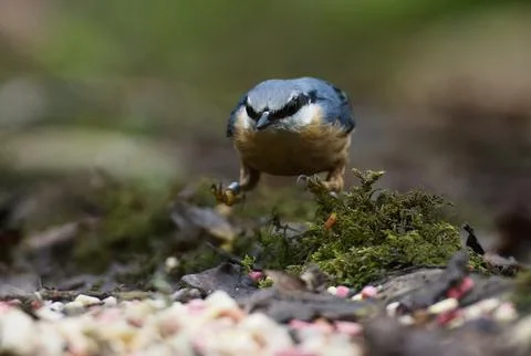 Nuthatch jumping Stock Photos