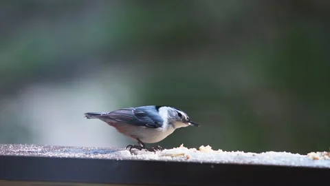Nuthatch junco wild birds eating suet on winter balcony slow motion 库存影片 330295260