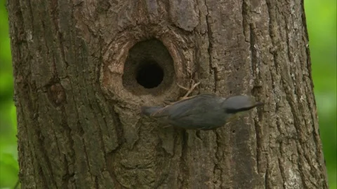 Nuthatch leaving nest hole close up 스톡 동영상 326425218