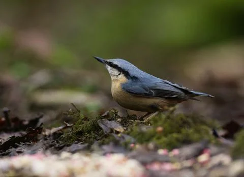 Nuthatch looking around on ground Stock Photos
