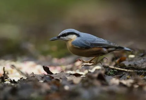 Nuthatch looking on ground Stock Photos