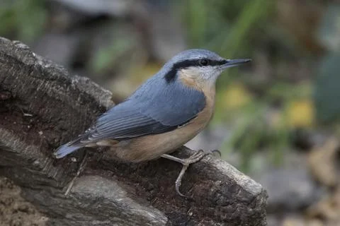 Nuthatch on the lookout Foto stock