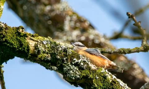 Nuthatch looks down from a branch on a clear day Stock Photos